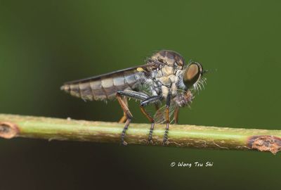 DIPTERA- True Flies