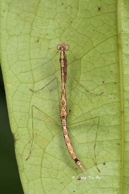 (Leptomantellidae, Leptomantella sp.)[A]