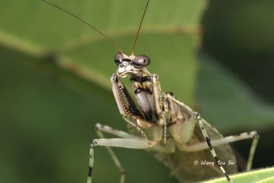 (Gonypetidae, Theopompa borneana) Bornean Bark Mantis