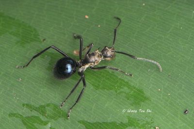 (Formicidae, Polyrhachis,{Subgenus} Myrma sp.) [A]