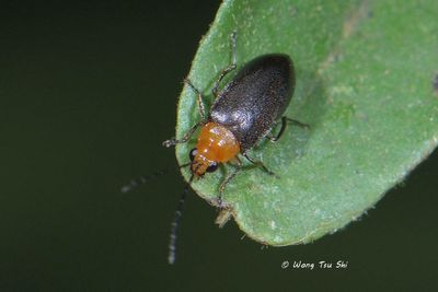 (Chrysomelidae, {Subfamily}Galerucinae{Tribe}Luperini sp.) [A]