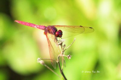 (Trithemis aurora)  Crimson Marsh Glider