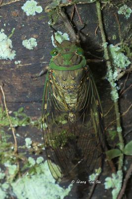 (Cicadidae, Unipomponia decem)True Cicada