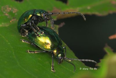 (Chrysomelidae,  Aplosonyx sp.)[A]