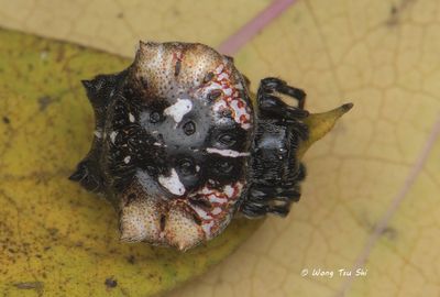 (Thelacantha brevispina) ♀