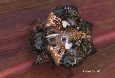 (Thelacantha brevispina) ♀