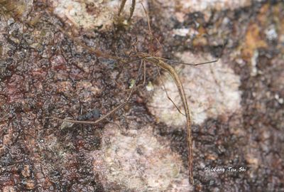 (Ariamnes sp.)[A]♂