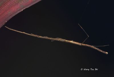 (Ariamnes sp.)[A]♂