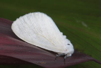 (Erebidae, Lymantriinae, Sphrageidus virguncula)