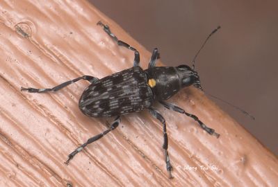(Anthribidae, Acorynus sp. [C]