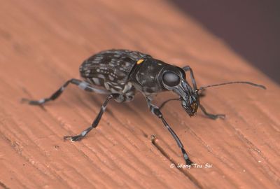 (Anthribidae, Acorynus sp. [C]