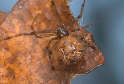 (Parasteatoda sp.)[H] ♀