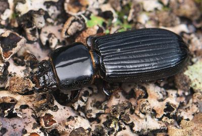 PPassalidae, Aceraius sp.)