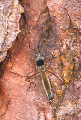 (Colobathristidae, Phaenacantha sp.) [A]