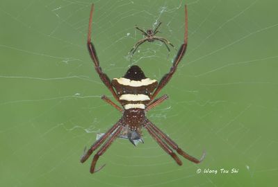 (Argiope reinwardti)♀ ♂