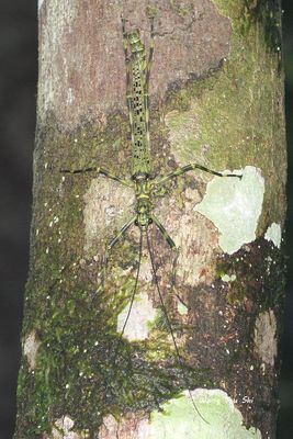 PHASMATODEA - Stick & Leaf Insects