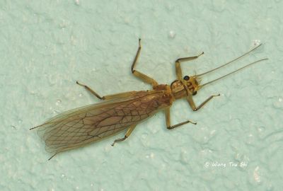 PLECOPTERA - Stoneflies