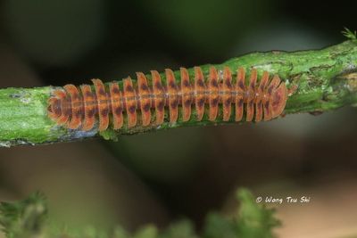 MYRIAPODA - Centipedes, Millipedes
