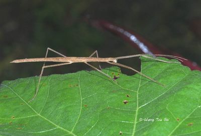 (Lonchodidae, Asceles malaccae)
