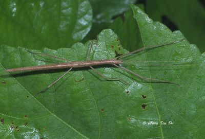 (Lonchodidae, Asceles malaccae)