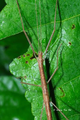 (Lonchodidae, Asceles malaccae)