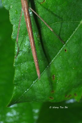 PHASMATODEA - Stick & Leaf Insects