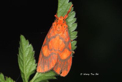 Moths - Erebidae