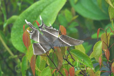 Moths - Others