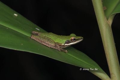 Amphibian of Sabah, Borneo, Malaysia.