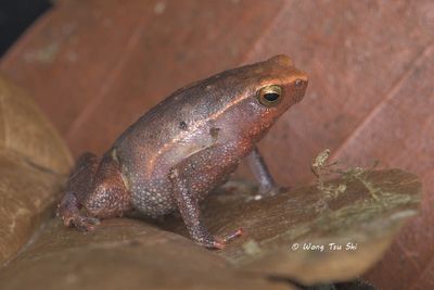 (Microhylidae, Kalophrynus heterochirus) Borneo Grainy Frog