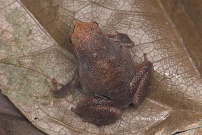 Amphibian of Sabah, Borneo, Malaysia.