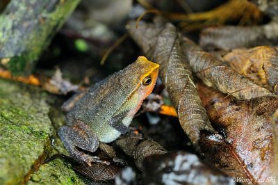 Amphibian of Sabah, Borneo, Malaysia.