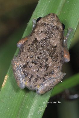 Amphibian of Sabah, Borneo, Malaysia.