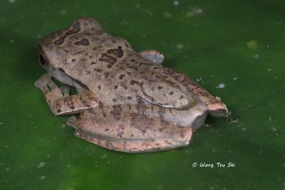 (Rhacophoridae, Rhacophorus pardalis)Harlequin Tree Frog