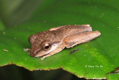 Rhacophoridae, {Subfamily} Rhacophorinae sp. A
