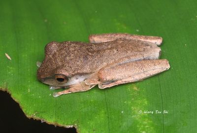 Amphibian of Sabah, Borneo, Malaysia.