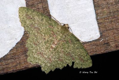 Moths - Geometridae