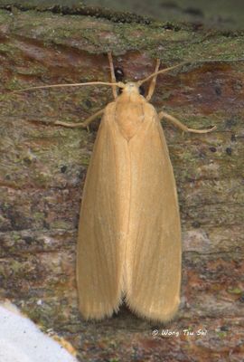 Moths - Erebidae