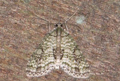 Moths - Geometridae