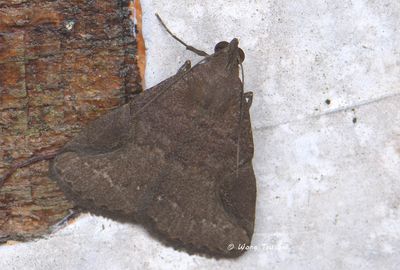 Moths - Erebidae