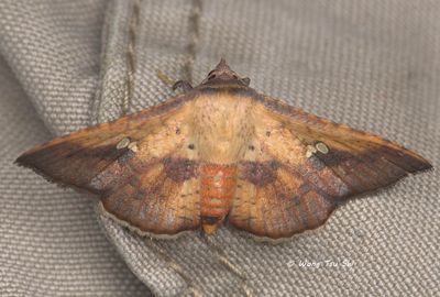 Moths - Others