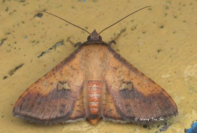 Moths - Others