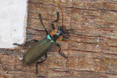 COLEOPTERA - Beetles