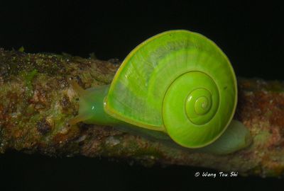 (Dyakiidae, Rhinocochlis sp.)
