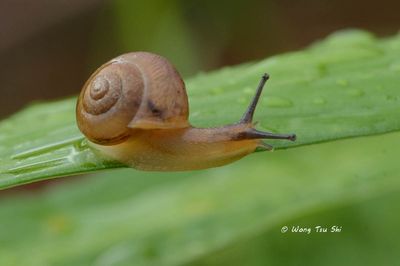 Land Crabs, Land Snails