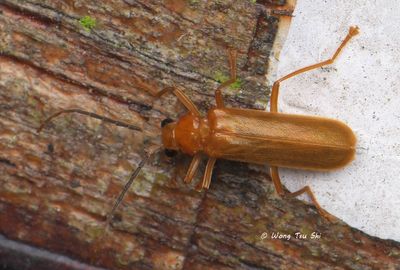 COLEOPTERA - Beetles