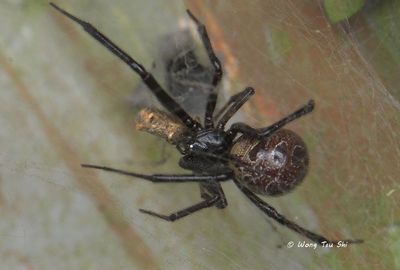 THERIDIIDAE - Comb-footed Spiders