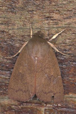 Moths - Others