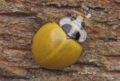(Coccinellidae, Illeis koebelei) Yellow Ladybird Beetle