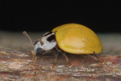 COLEOPTERA - Coccinellidae - Ladybird Beetles